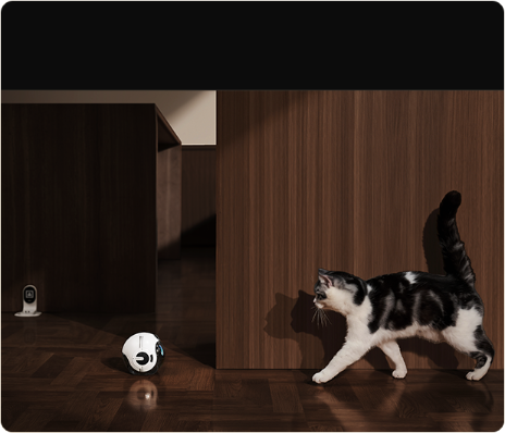 看宠分身，远程养宠解放双手